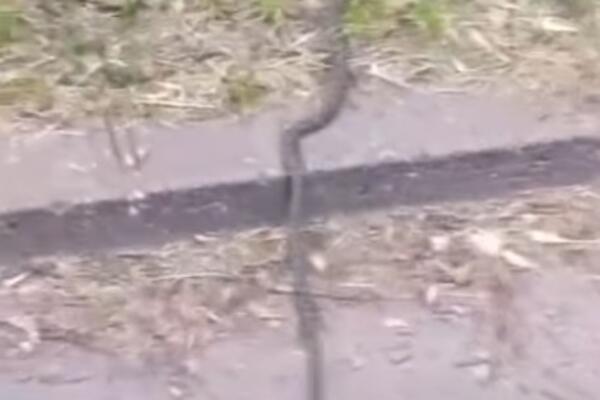 Novosađani u panici: Šok prizor ih zaprepaistio, ogroman GMIZAVAC im uterao STRAH U KOSTI (VIDEO)