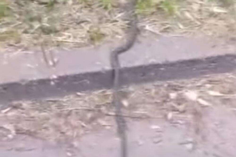 Novosađani u panici: Šok prizor ih zaprepaistio, ogroman GMIZAVAC im uterao STRAH U KOSTI (VIDEO)