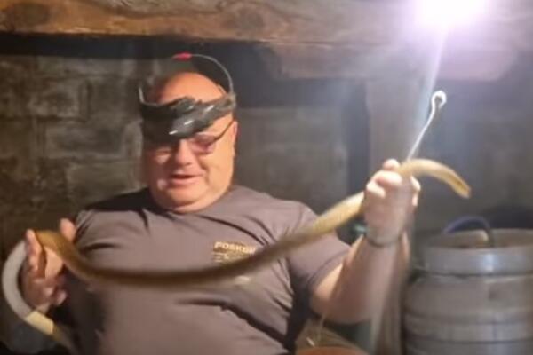"HOĆE DA PIJE SA ČIKA SLOBODANA!" Pogledajte samo gde je zmijolovac Vladica našao zmiju, NEVEROVATNO! (VIDEO)