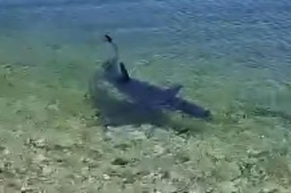 AJKULA UPLAŠILA TURISTE U GRČKOJ: Morska "neman" uslikana u plićaku, EVO I GDE - "Udaljila se, a pre toga..." VIDEO