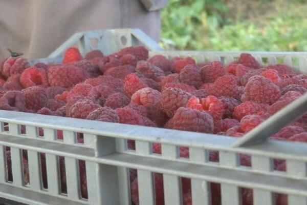 Malinari strepe pred berbu, ne zbog cene već zbog virusa: Prošle godine rekordno niska proizvodnja, a šta sada?