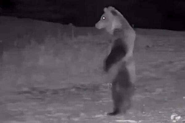 POJAVIO SE SNIMAK MEDVEDA KOJI "PATROLIRA" SELOM USRED NOĆI: Ljudi u Srbiji masovno gledaju ovaj snimak (VIDEO)
