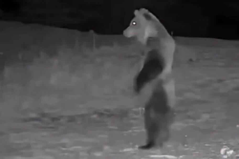 POJAVIO SE SNIMAK MEDVEDA KOJI "PATROLIRA" SELOM USRED NOĆI: Ljudi u Srbiji masovno gledaju ovaj snimak (VIDEO)