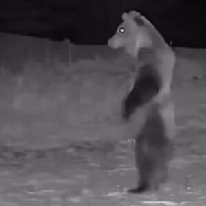POJAVIO SE SNIMAK MEDVEDA KOJI "PATROLIRA" SELOM USRED NOĆI: Ljudi u Srbiji masovno gledaju ovaj snimak (VIDEO)
