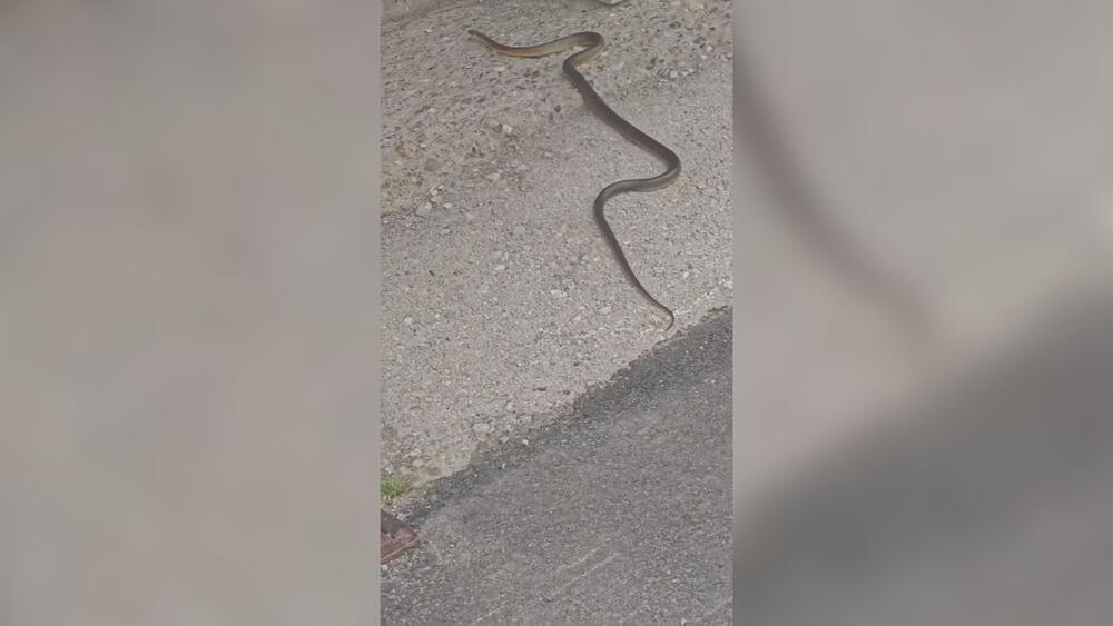DRAMA U CENTRU ČAČKA: Građani nasred trotoara naišli na DUGAČKU ZMIJU, a pazite samo ŠTA JE ONA URADILA