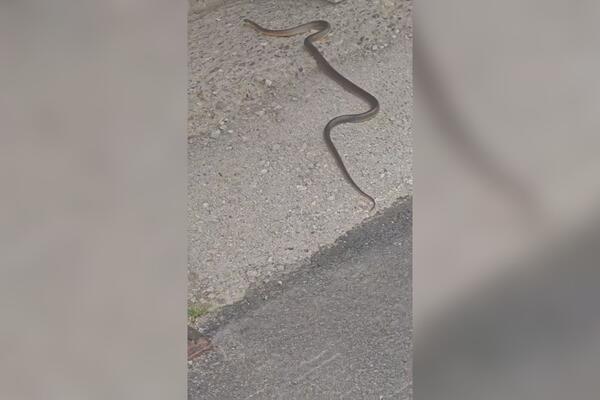 DRAMA U CENTRU ČAČKA: Građani nasred trotoara naišli na DUGAČKU ZMIJU, a pazite samo ŠTA JE ONA URADILA