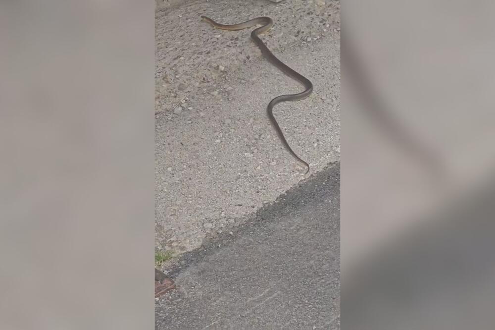 DRAMA U CENTRU ČAČKA: Građani nasred trotoara naišli na DUGAČKU ZMIJU, a pazite samo ŠTA JE ONA URADILA