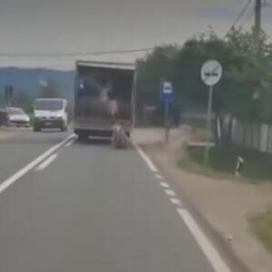 OVCE ISPADAJU IZ KAMIONA U POKRETU, LJUDI VAN SEBE OD PRIZORA: Uznemirujuća drama na putu kod Kruševca! (VIDEO)