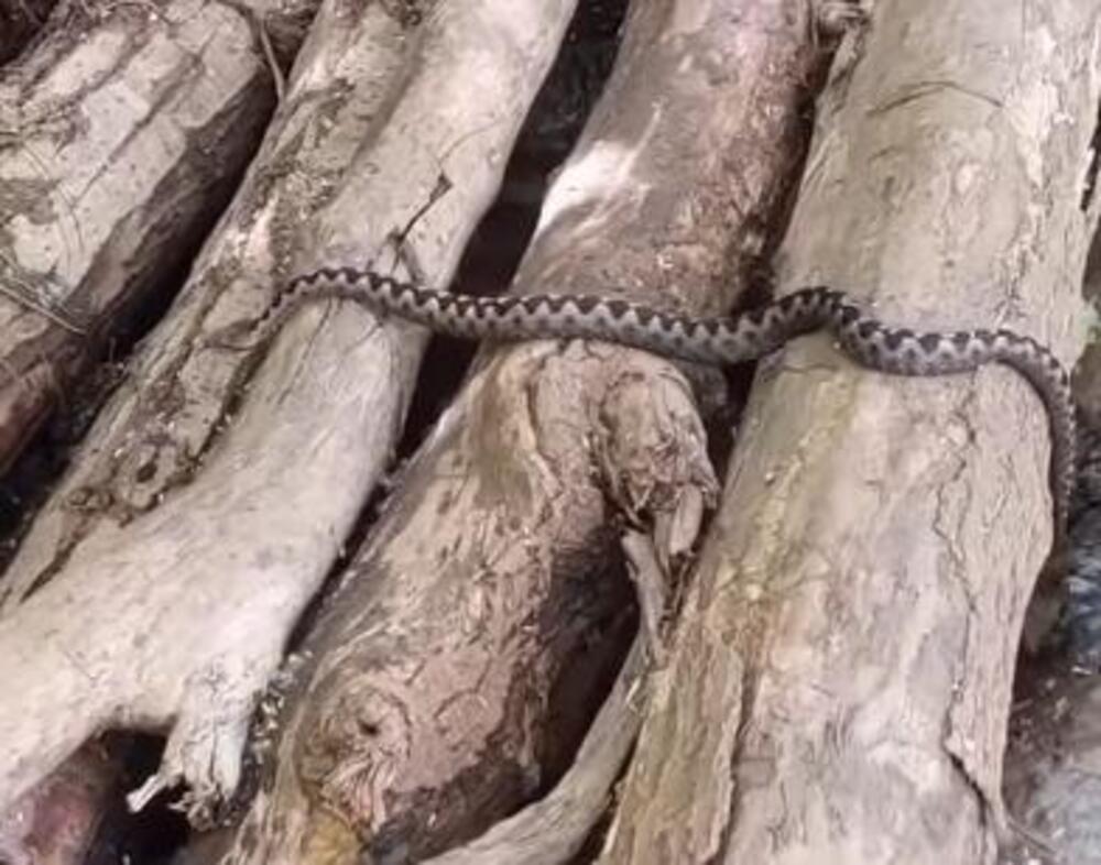 Snimak iz Srbije koji ledi krv u žilama: Ogromna zmija otrovnica pored čoveka, gledajte na svoju odgovornost