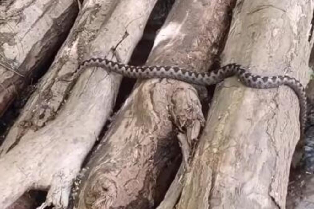Snimak iz Srbije koji ledi krv u žilama: Ogromna zmija otrovnica pored čoveka, gledajte na svoju odgovornost