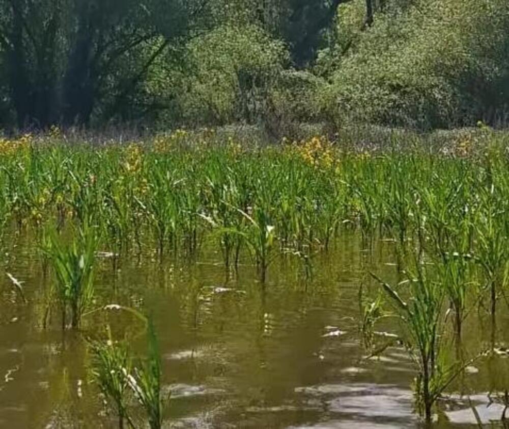 Ne, ovo nije Amazonija, već naša Srbija: Rode, čaplje, divlje patke, srne... Na samo sat vremena od Beograda (FOTO)