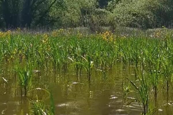 Ne, ovo nije Amazonija, već naša Srbija: Rode, čaplje, divlje patke, srne... Na samo sat vremena od Beograda (FOTO)