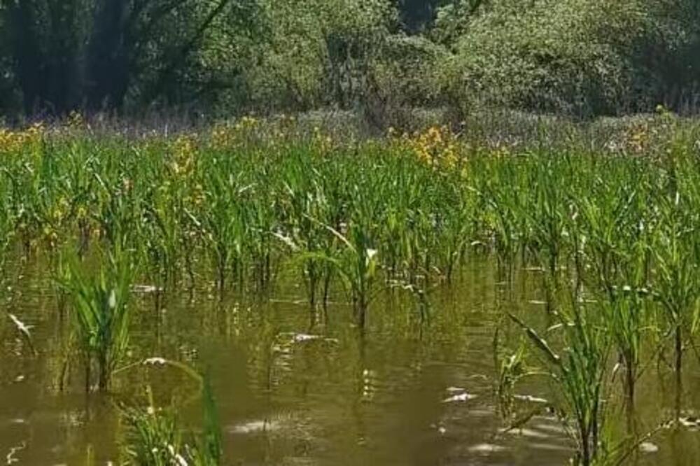 Ne, ovo nije Amazonija, već naša Srbija: Rode, čaplje, divlje patke, srne... Na samo sat vremena od Beograda (FOTO)