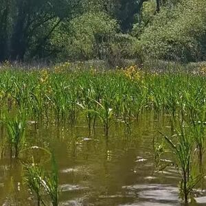 Ne, ovo nije Amazonija, već naša Srbija: Rode, čaplje, divlje patke, srne... Na samo sat vremena od Beograda (FOTO)