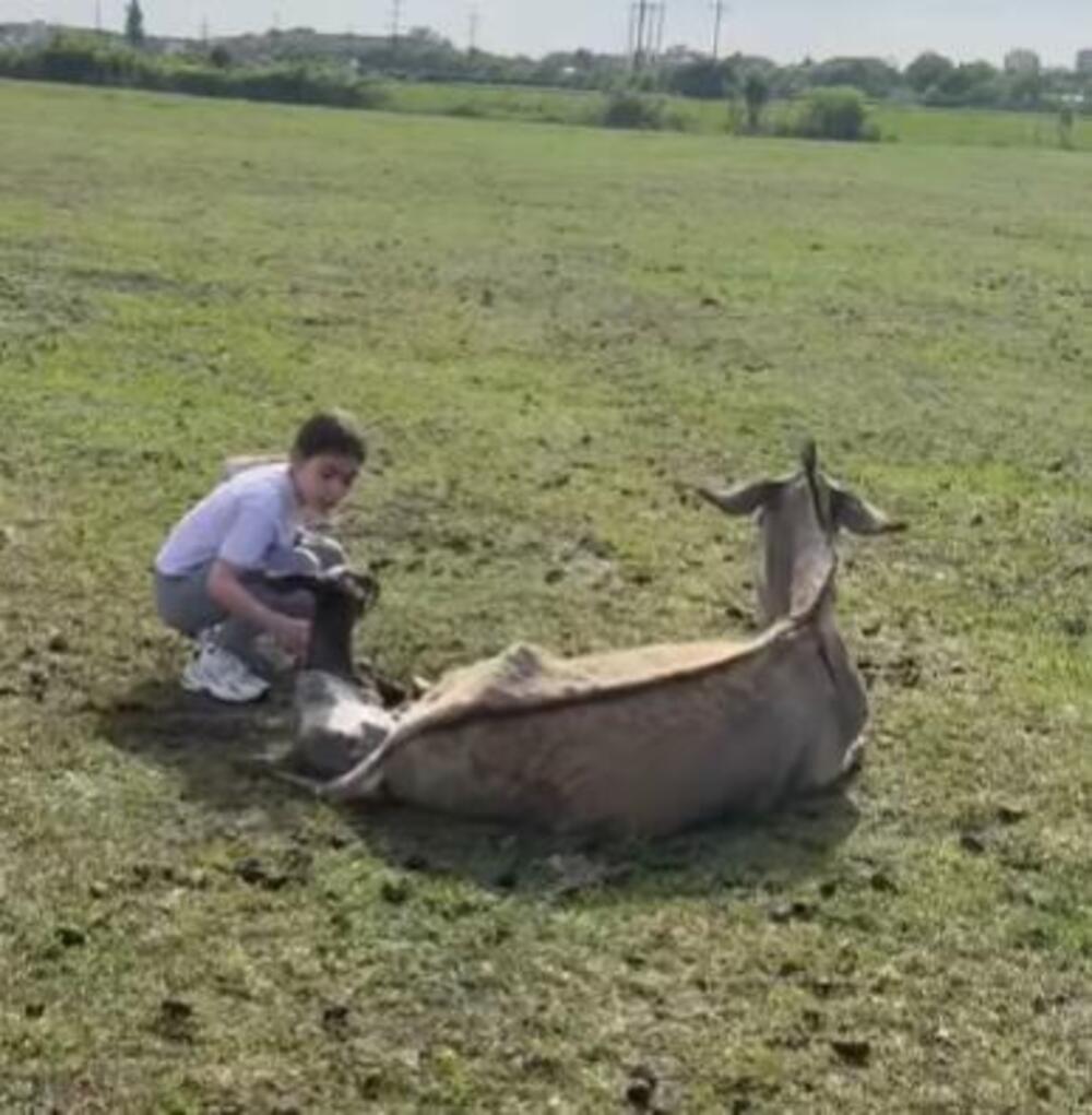 ANĐELIJA ODUŠEVILA CELU SRBIJU: Devojčica sama porodila MAGARICU, prizor od kog se tope srca (VIDEO)