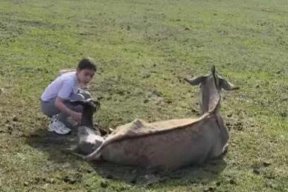 ANĐELIJA ODUŠEVILA CELU SRBIJU: Devojčica sama porodila MAGARICU, prizor od kog se tope srca (VIDEO)