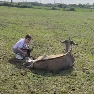 ANĐELIJA ODUŠEVILA CELU SRBIJU: Devojčica sama porodila MAGARICU, prizor od kog se tope srca (VIDEO)