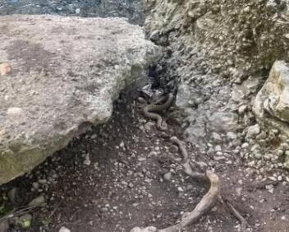 OZBILJNO UPOZORENJE! OTROVNICA SNIMLJENA U SRPSKOJ BANJI! Potpuno je nevidljiva i spremna za napad! (FOTO)