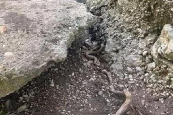 OZBILJNO UPOZORENJE! OTROVNICA SNIMLJENA U SRPSKOJ BANJI! Potpuno je nevidljiva i spremna za napad! (FOTO)