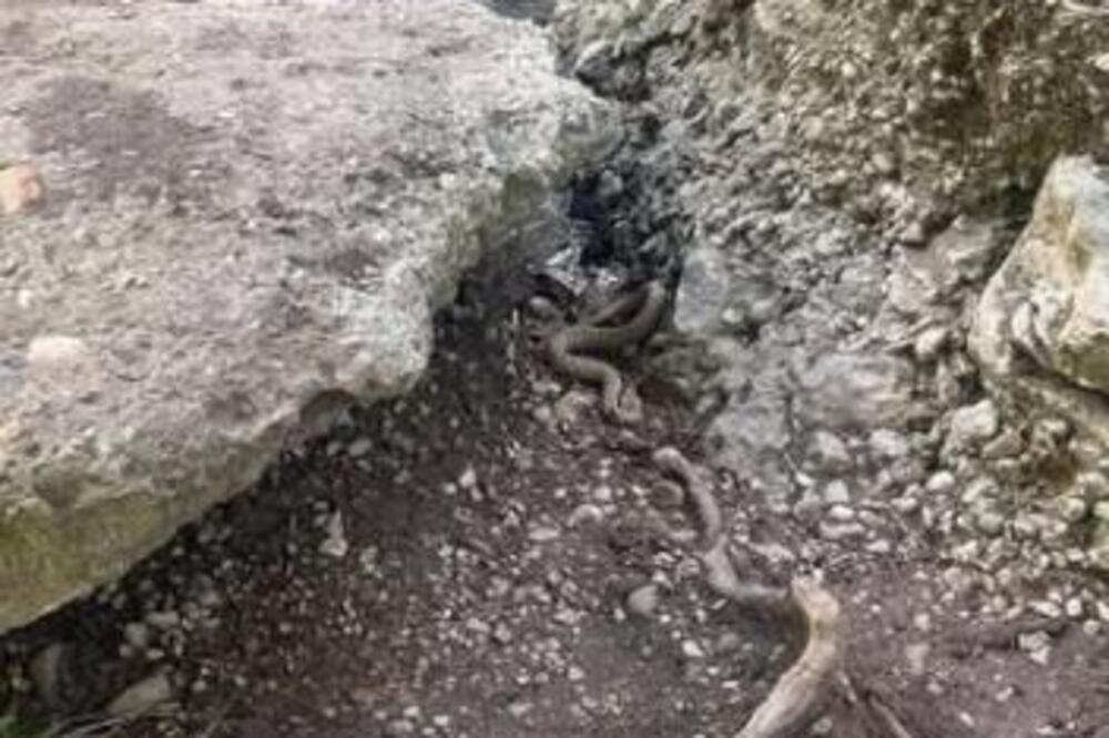 OZBILJNO UPOZORENJE! OTROVNICA SNIMLJENA U SRPSKOJ BANJI! Potpuno je nevidljiva i spremna za napad! (FOTO)