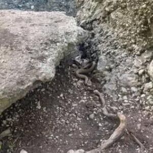 OZBILJNO UPOZORENJE! OTROVNICA SNIMLJENA U SRPSKOJ BANJI! Potpuno je nevidljiva i spremna za napad! (FOTO)