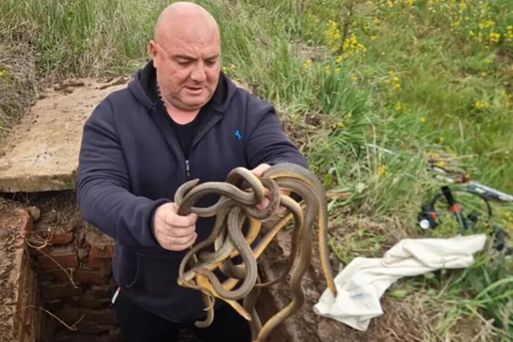 "MOTA IH KAO KABLOVE!" Čuveni zmijolovac Vladica ponovo u akciji, drži 4 zmije u rukama, jedna ga je... (VIDEO)