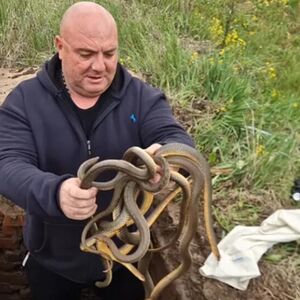 "MOTA IH KAO KABLOVE!" Čuveni zmijolovac Vladica ponovo u akciji, drži 4 zmije u rukama, jedna ga je... (VIDEO)
