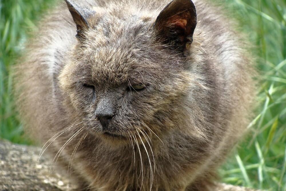 Šta ako vam mačka dobije sidu? Ljudi imaju HIV, a one FIV, ovo je sve što morate da znate o bolesti!