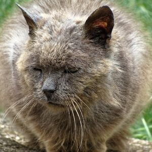 Šta ako vam mačka dobije sidu? Ljudi imaju HIV, a one FIV, ovo je sve što morate da znate o bolesti!