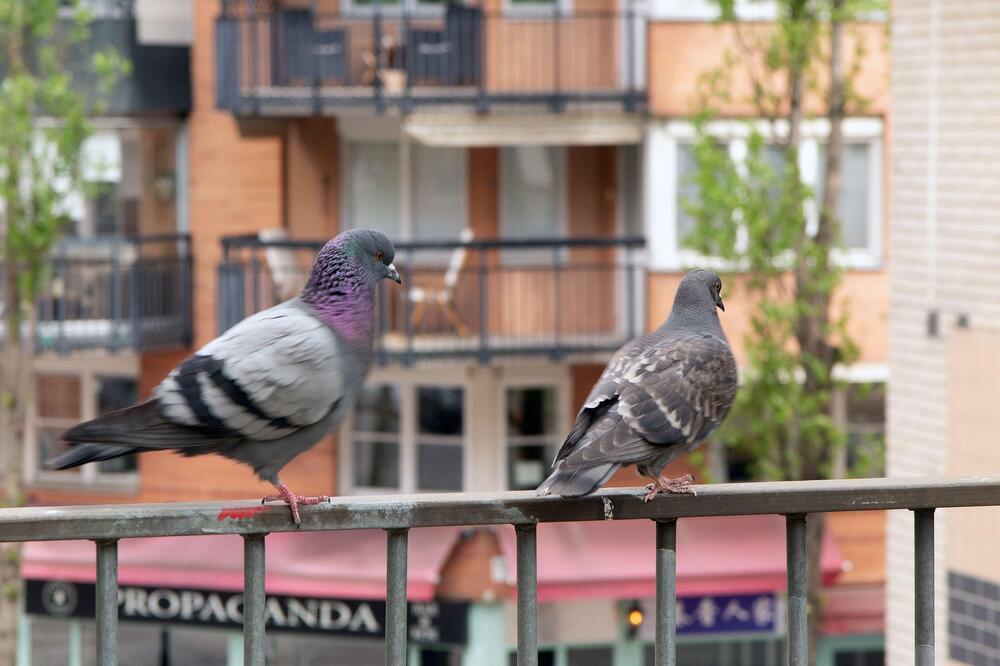 Kako se jednom zauvek otarasiti golubova? Ovo je najefikasnije rešenje, plašiće se kao "đavo od krsta"!