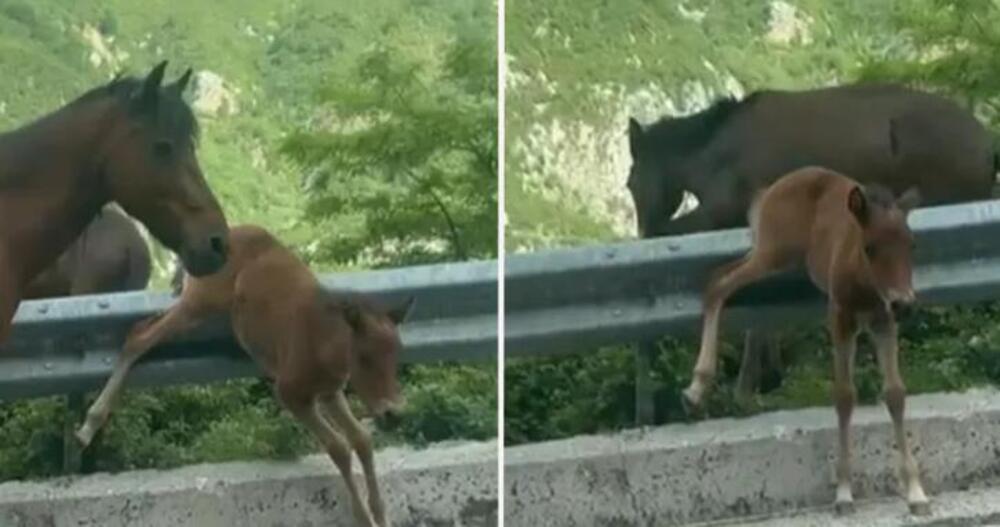 Ždrebe ostalo zaglavljeno pored puta, niko nije znao kako da joj pomogne: Pojavio se jedan čovek, a onda je samo...