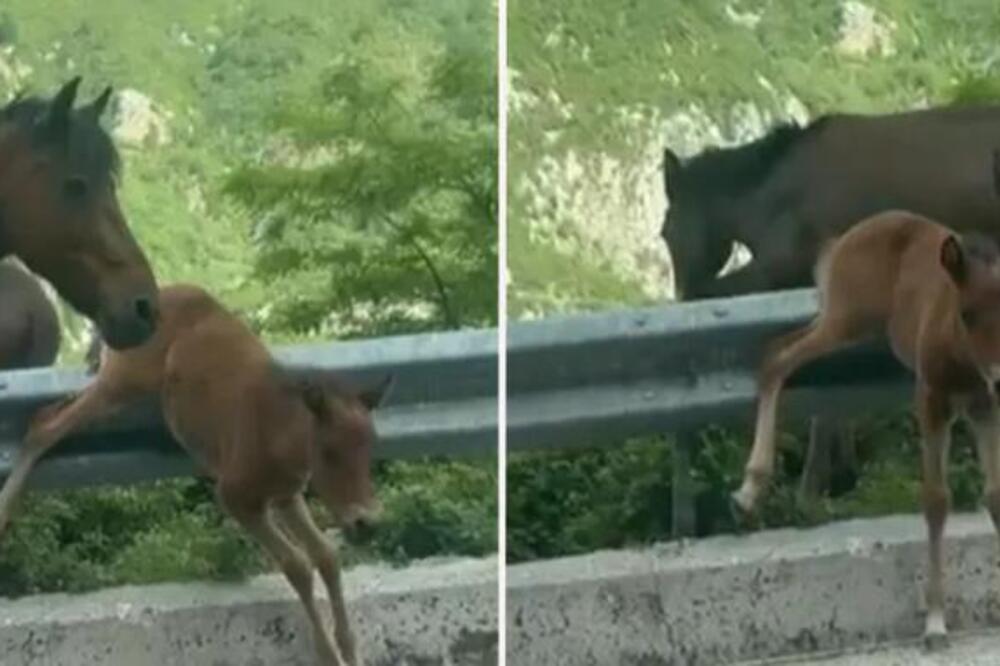 Ždrebe ostalo zaglavljeno pored puta, niko nije znao kako da joj pomogne: Pojavio se jedan čovek, a onda je samo...