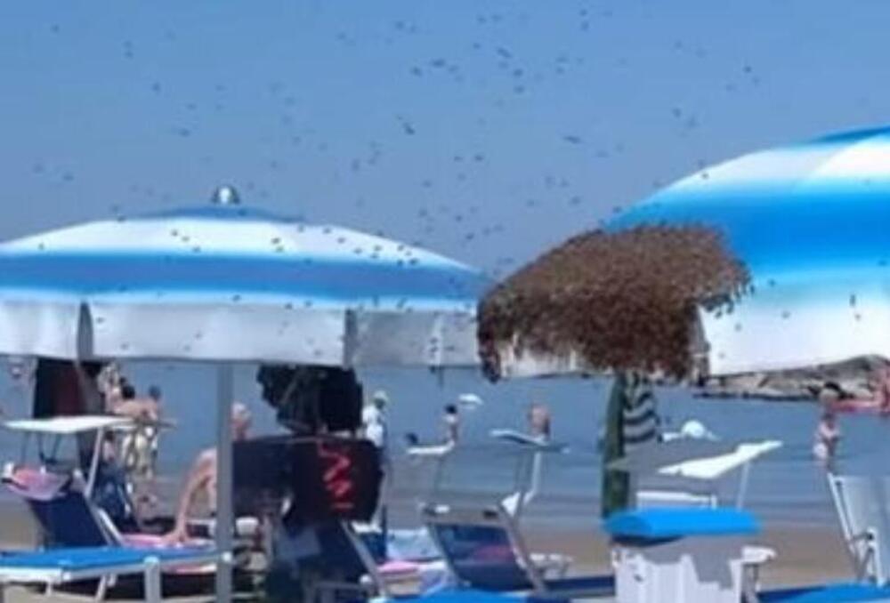 HILJADE PČELA OKUPIRALE POZNATU PLAŽU NA JADRANU, 