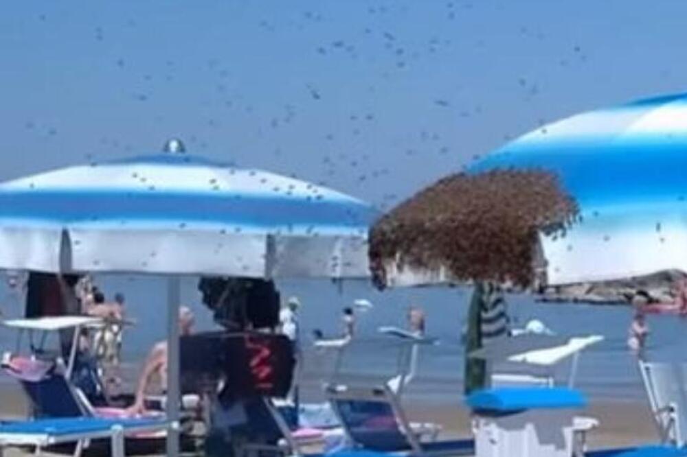 HILJADE PČELA OKUPIRALE POZNATU PLAŽU NA JADRANU, scena zaprepastila kupače! Zbog ovoga su AGRESIVNIJE, mami ih!