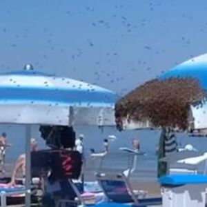 HILJADE PČELA OKUPIRALE POZNATU PLAŽU NA JADRANU, scena zaprepastila kupače! Zbog ovoga su AGRESIVNIJE, mami ih!