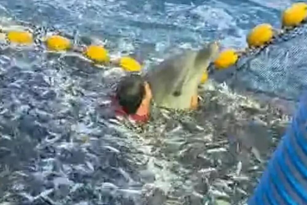 Dražen skočio u more da spasi delfina: Ova dirljiva scena je lekcija svima o humanosti! (VIDEO)