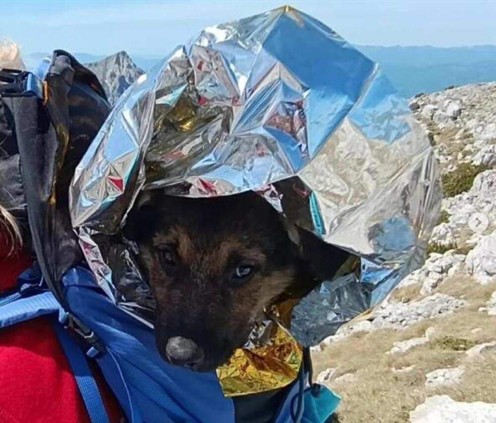 PRONAŠLI JE POTPUNO SAMU I BEZ HRANE NA PLANINI U BOSNI! Čim su je ugledali, stavili je u ranac, a onda...(FOTO)