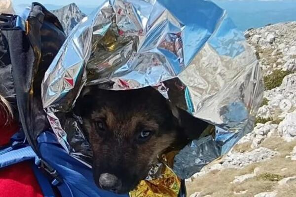 PRONAŠLI JE POTPUNO SAMU I BEZ HRANE NA PLANINI U BOSNI! Čim su je ugledali, stavili je u ranac, a onda...(FOTO)