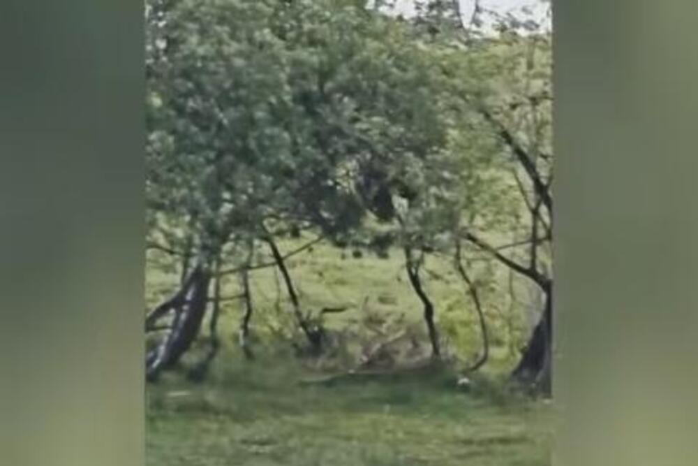 OPASNA ZVER ŠETA OVOM SRPSKOM PLANINOM, SILAZI I U SELA: Meštani oči u oči s njom, POJAVILI SE JEZIVI SNIMCI!