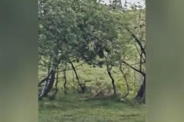 OPASNA ZVER ŠETA OVOM SRPSKOM PLANINOM, SILAZI I U SELA: Meštani oči u oči s njom, POJAVILI SE JEZIVI SNIMCI!
