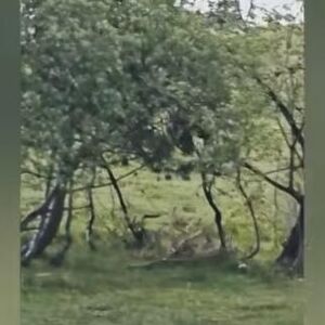 OPASNA ZVER ŠETA OVOM SRPSKOM PLANINOM, SILAZI I U SELA: Meštani oči u oči s njom, POJAVILI SE JEZIVI SNIMCI!