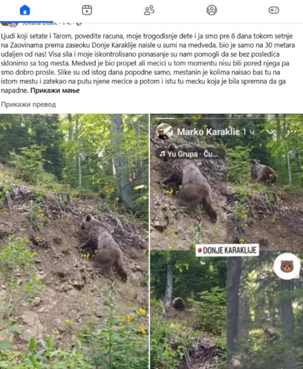 Medved na Tari
