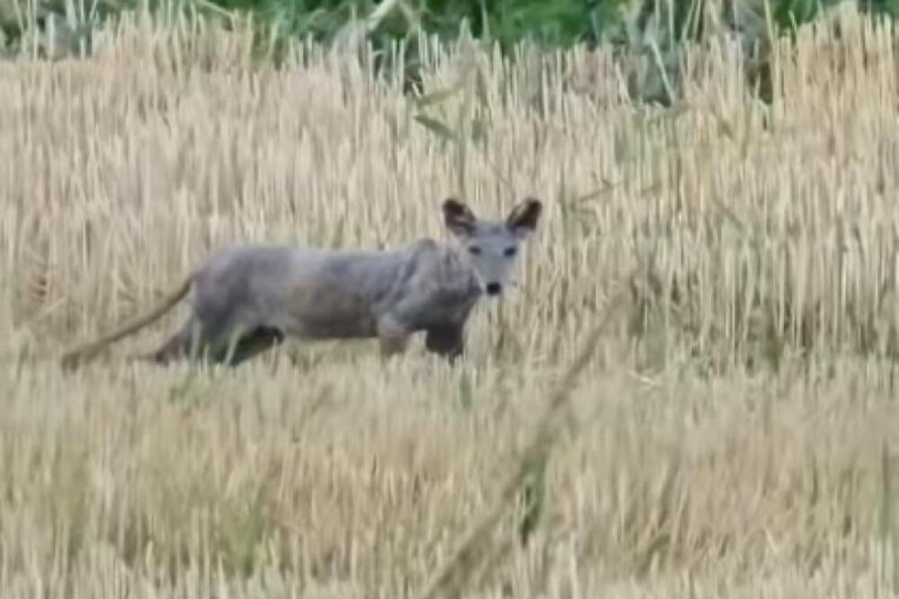 LISICA OBOLELA OD ŠUGE ILI ŠAKAL? Čudna životinja luta Srbijom, svi misle da je BOLESNA, pogledajte je! (VIDEO)