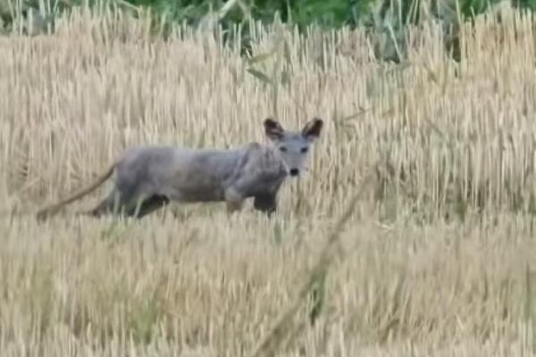 LISICA OBOLELA OD ŠUGE ILI ŠAKAL? Čudna životinja luta Srbijom, svi misle da je BOLESNA, pogledajte je! (VIDEO)