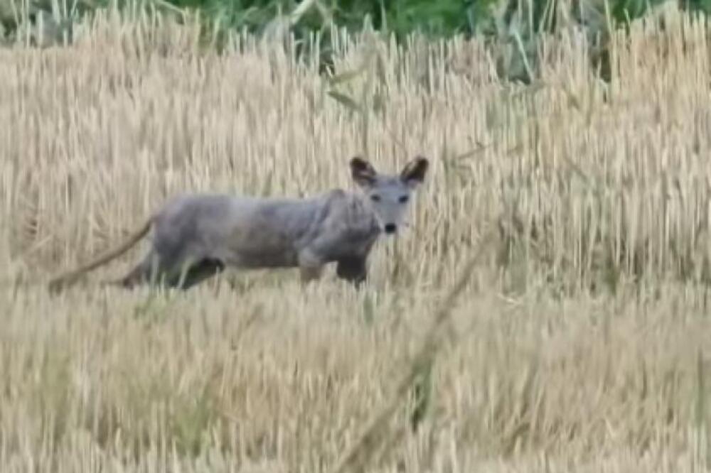 LISICA OBOLELA OD ŠUGE ILI ŠAKAL? Čudna životinja luta Srbijom, svi misle da je BOLESNA, pogledajte je! (VIDEO)