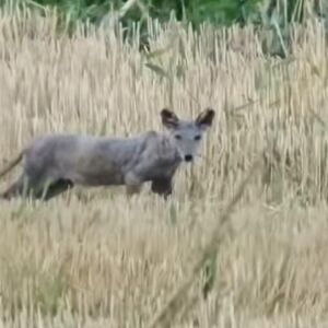 LISICA OBOLELA OD ŠUGE ILI ŠAKAL? Čudna životinja luta Srbijom, svi misle da je BOLESNA, pogledajte je! (VIDEO)