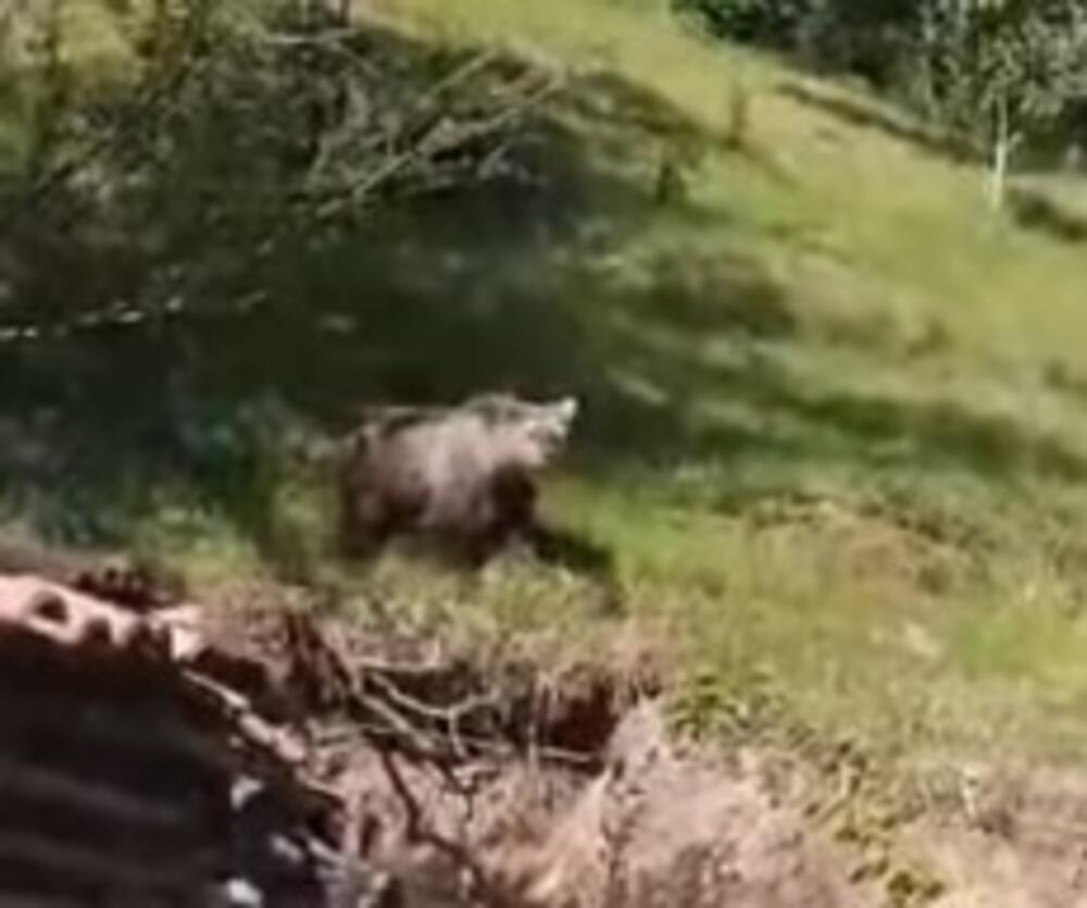 Medved uplašio meštane sela na jugu Srbije: Sišao iz šume i stigao do dvorišta, a onda... (VIDEO)