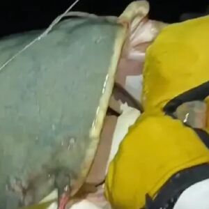 Srbin ulovio kapitalca od 65 kilograma u Španiji: "Srce je htelo da iskoči" (VIDEO)