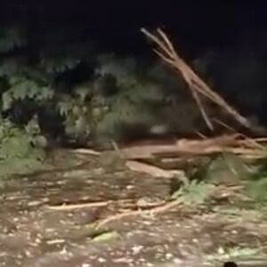 VELIKOM SILINOM UDARIO GROM! Haos u OVOM DELU SRBIJE - OLUJA KIDALA DRVEĆE, PREGORELI KUĆNI APARATI