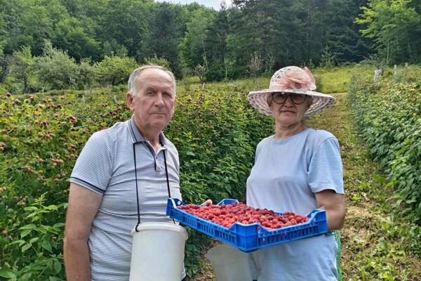 Nevenka i Gojko iako gaze osmu deceniju najvredniji su u svom malinjaku, imaju preko 4.000 sadnica: Berba u toku